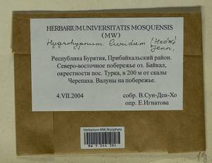 Hygrohypnum luridum (Hedw.) Jenn., Bryophytes, Bryophytes - Baikal & Transbaikal regions (B18) (Russia)