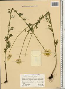 Cota melanoloma subsp. melanoloma, Caucasus, North Ossetia, Ingushetia & Chechnya (K1c) (Russia)