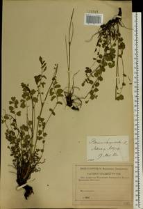 Poterium sanguisorba, Eastern Europe, Central forest-and-steppe region (E6) (Russia)