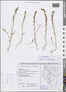 Suaeda prostrata Pall., Eastern Europe, Eastern region (E10) (Russia)