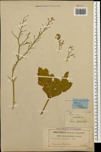 Crambe cordifolia Steven, Caucasus, Stavropol Krai, Karachay-Cherkessia & Kabardino-Balkaria (K1b) (Russia)