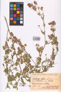 Medicago sativa L., Eastern Europe, Eastern region (E10) (Russia)