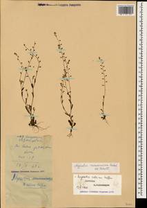Myosotis ramosissima Rochel, Caucasus, Dagestan (K2) (Russia)