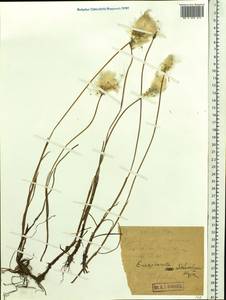 Eriophorum scheuchzeri Hoppe, Siberia, Western Siberia (S1) (Russia)
