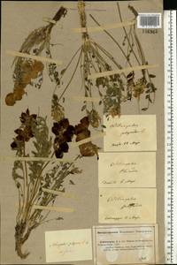 Astragalus physodes, Eastern Europe, Lower Volga region (E9) (Russia)