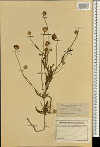 Cephalaria aristata K. Koch, South Asia, South Asia (Asia outside ex-Soviet states and Mongolia) (ASIA) (Turkey)