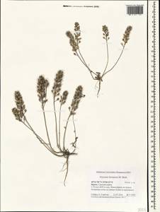 Alyssum hirsutum M.Bieb., Crimea (KRYM) (Russia)