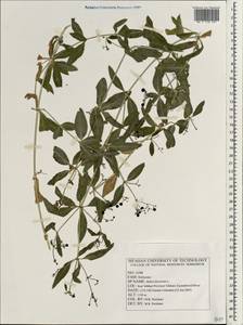 Rubia tinctorum L., South Asia, South Asia (Asia outside ex-Soviet states and Mongolia) (ASIA) (Iran)