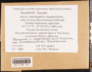 Brothera leana (Sull.) Müll. Hal., Bryophytes, Bryophytes - Western Siberia (including Altai) (B15) (Russia)