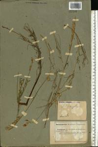 Astragalus varius, Eastern Europe, Lower Volga region (E9) (Russia)