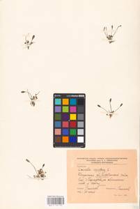 MHA 0 159 737, Limosella aquatica L., Eastern Europe, Central region (E4) (Russia)