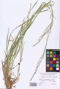 Glyceria notata Chevall., Eastern Europe, North-Western region (E2) (Russia)