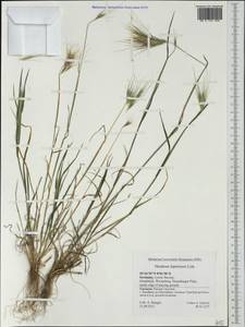 Hordeum murinum subsp. leporinum (Link) Arcang., Western Europe (EUR) (Germany)