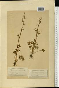 Ranunculus sceleratus L., Eastern Europe, Moscow region (E4a) (Russia)