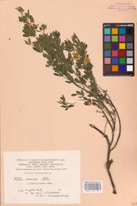 Chamaecytisus austriacus (L.) Link, Eastern Europe, West Ukrainian region (E13) (Ukraine)