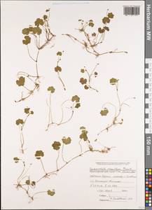 Hydrocotyle ramiflora Maxim., Caucasus, Black Sea Shore (from Novorossiysk to Adler) (K3) (Russia)