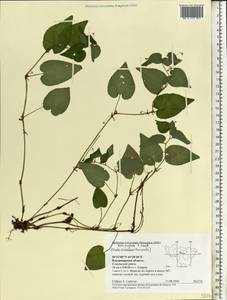 Viola × neglecta F. W. Schmidt, Eastern Europe, Central region (E4) (Russia)