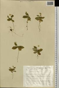 Lysimachia europaea (L.) U. Manns & Anderb., Siberia, Chukotka & Kamchatka (S7) (Russia)