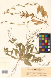 Chorispora tenella (Pall.) DC., Eastern Europe, South Ukrainian region (E12) (Ukraine)