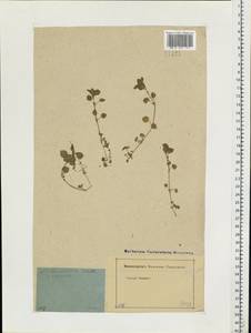 Stellaria media (L.) Vill., Eastern Europe, Moscow region (E4a) (Russia)