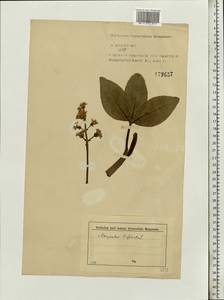 Menyanthes trifoliata L., Eastern Europe, North-Western region (E2) (Russia)