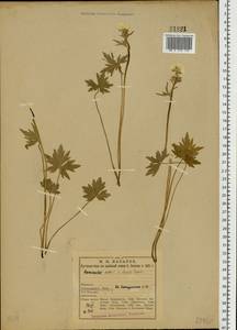 Ranunculus propinquus C.A.Mey., Eastern Europe, Northern region (E1) (Russia)