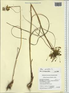 Allium paniculatum L., Western Europe (EUR) (Bulgaria)