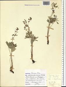 Alchemilla sericea Willd., Caucasus, Dagestan (K2) (Russia)