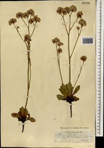 Limonium flexuosum (L.) Kuntze, Mongolia (MONG) (Mongolia)