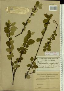 Cotoneaster alaunicus Golitsin, Eastern Europe, Central region (E4) (Russia)