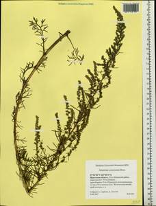 Artemisia pubescens Ledeb., Siberia, Baikal & Transbaikal region (S4) (Russia)