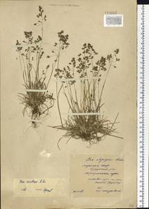 Poa arctica R.Br., Siberia, Yakutia (S5) (Russia)