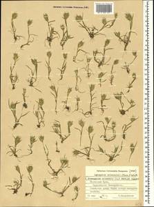 Eremopyrum orientale (L.) Jaub. & Spach, Crimea (KRYM) (Russia)