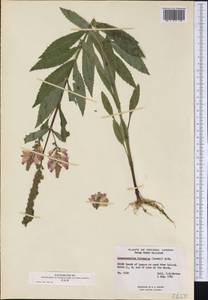 Physostegia virginiana (L.) Benth., America (AMER) (Canada)