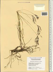 Bothriochloa ischaemum (L.) Keng, Crimea (KRYM) (Russia)