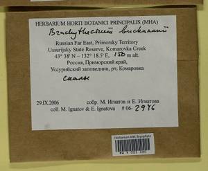 Brachythecium buchananii (Hook.) A. Jaeger, Bryophytes, Bryophytes - Russian Far East (excl. Chukotka & Kamchatka) (B20) (Russia)
