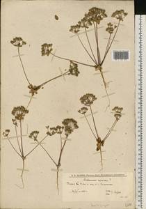 Androsace maxima L., Eastern Europe, Lower Volga region (E9) (Russia)