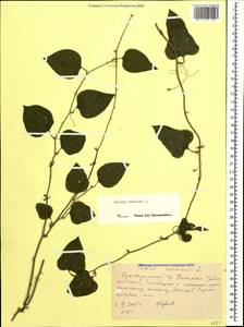 Smilax excelsa L., Caucasus, Black Sea Shore (from Novorossiysk to Adler) (K3) (Russia)