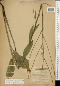 Klasea coriacea (Fisch. & C. A. Mey.) Holub, Caucasus, Armenia (K5) (Armenia)