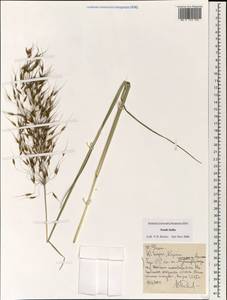 Poaceae, South Asia, South Asia (Asia outside ex-Soviet states and Mongolia) (ASIA) (India)