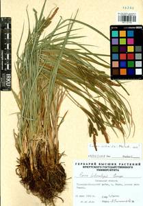 Carex heterolepis Bunge, Siberia, Baikal & Transbaikal region (S4) (Russia)