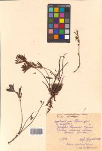 Phedimus sichotensis (Vorosch.) 't Hart, Siberia, Russian Far East (S6) (Russia)