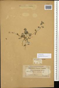 Chenopodium vulvaria L., Caucasus, Georgia (K4) (Georgia)
