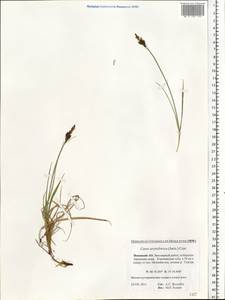 Carex bigelowii Torr. ex Schwein., Eastern Europe, Northern region (E1) (Russia)