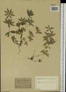 Galium odoratum (L.) Scop., Eastern Europe, Central forest-and-steppe region (E6) (Russia)