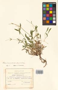 Silene sachalinensis F. Schmidt, Siberia, Russian Far East (S6) (Russia)