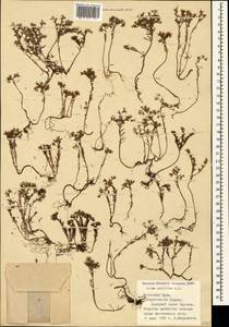 Sedum pallidum M. Bieb., Crimea (KRYM) (Russia)