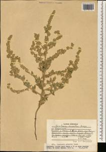 Kirilowia eriantha Bunge, South Asia, South Asia (Asia outside ex-Soviet states and Mongolia) (ASIA) (Afghanistan)