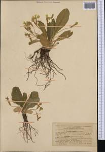 Primula vulgaris subsp. vulgaris, Western Europe (EUR) (Romania)