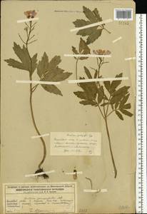 Cardamine quinquefolia (M.Bieb.) Schmalh., Eastern Europe, Volga-Kama region (E7) (Russia)